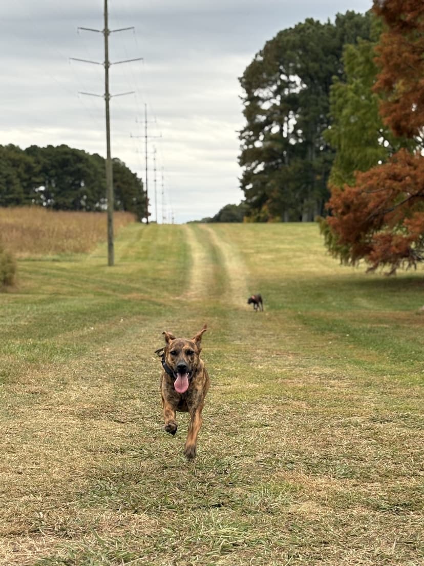 Dog running off-leash with reliable recall in an open field