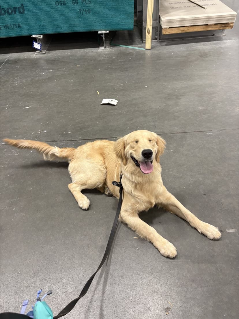 Golden Retriever smiling inside a hardware store during public access training