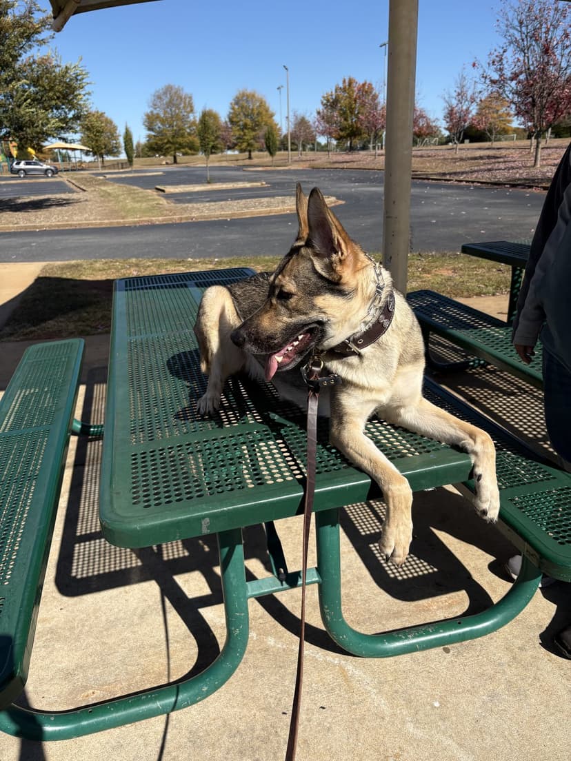 German Shepherd holding a place command on a picnic table at the park