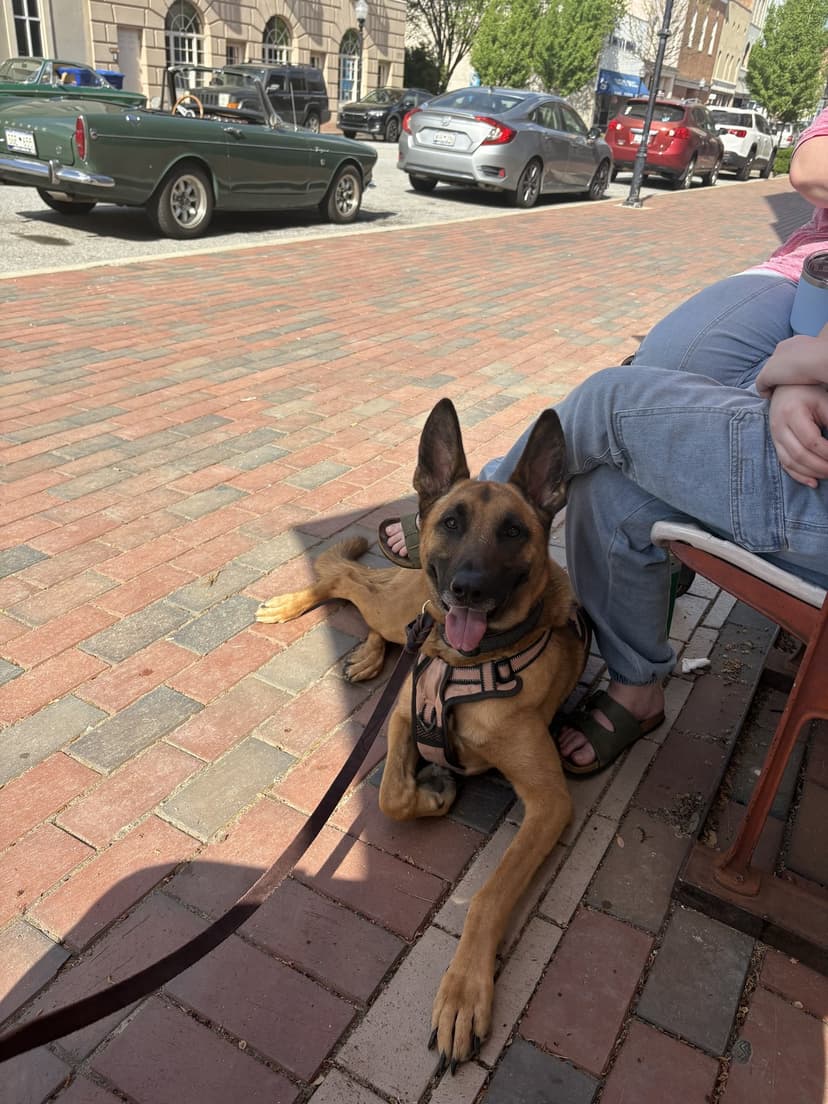 Belgian Malinois lying calmly on a brick sidewalk in downtown Charlotte