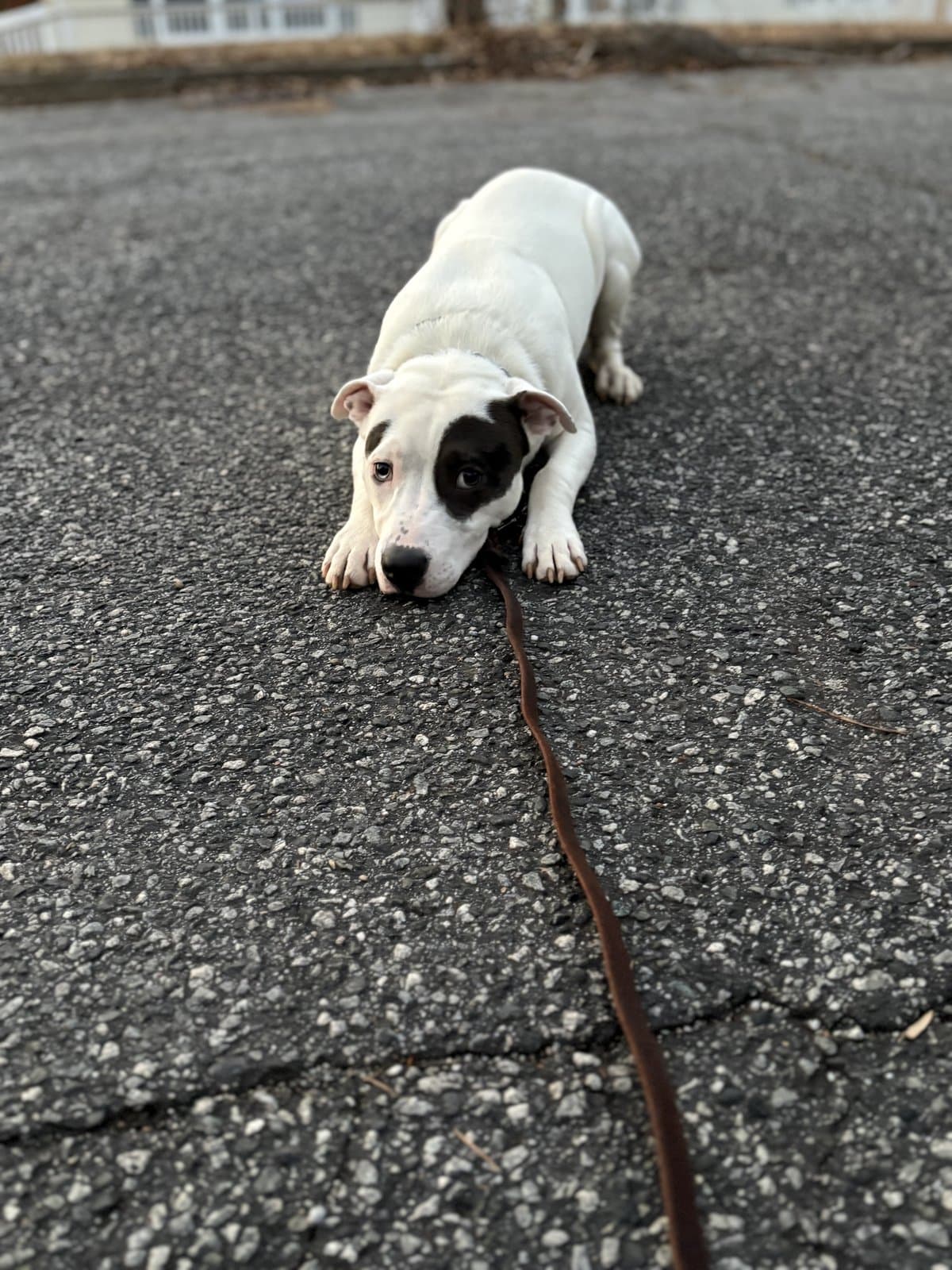 White puppy practicing a down-stay on the sidewalk