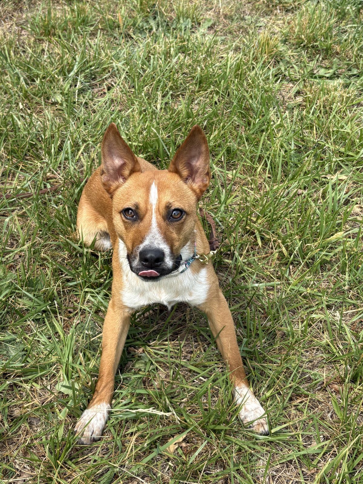 Happy dog lying in the grass after training