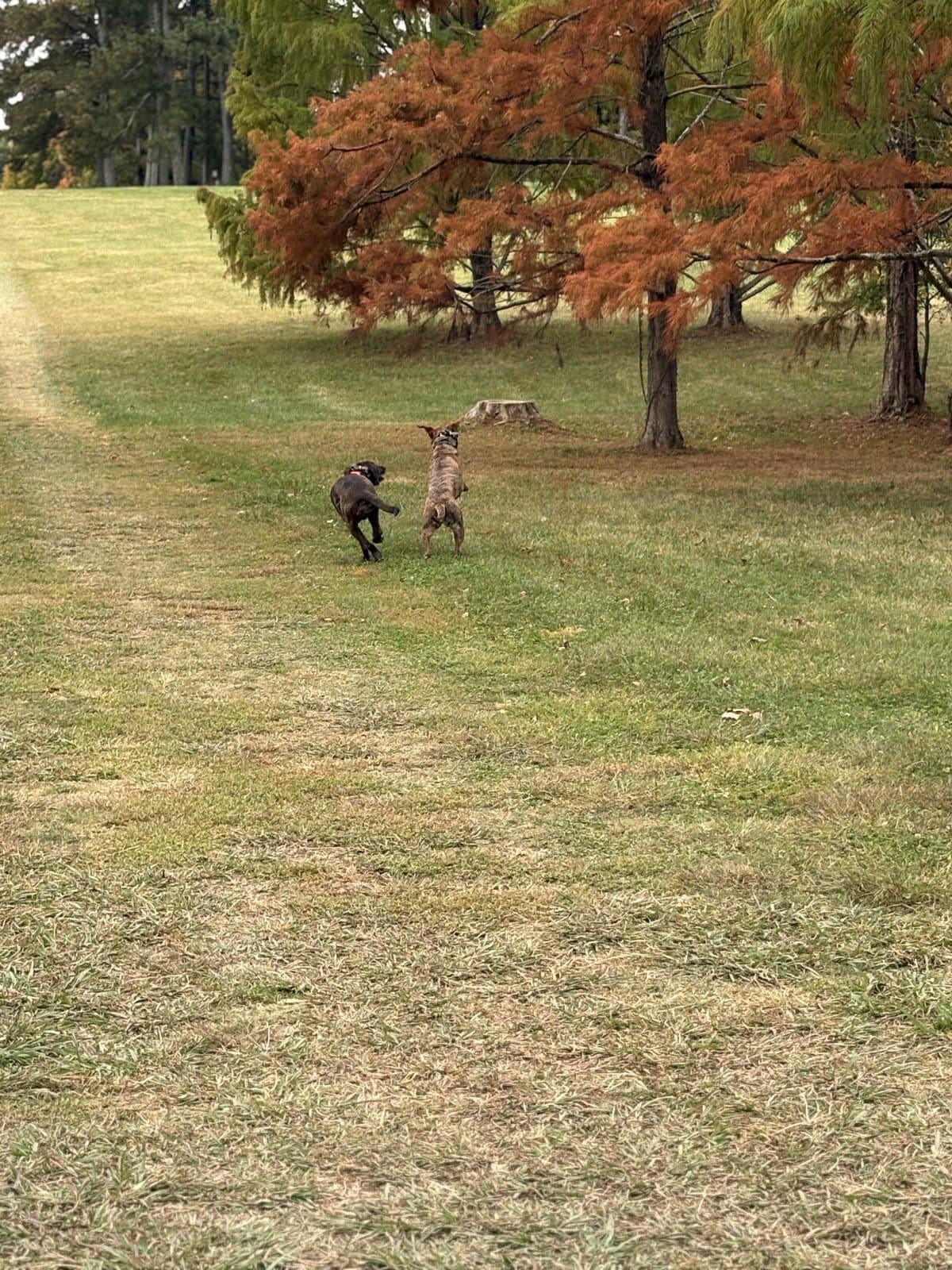 Two dogs playing together at the park during socialization training