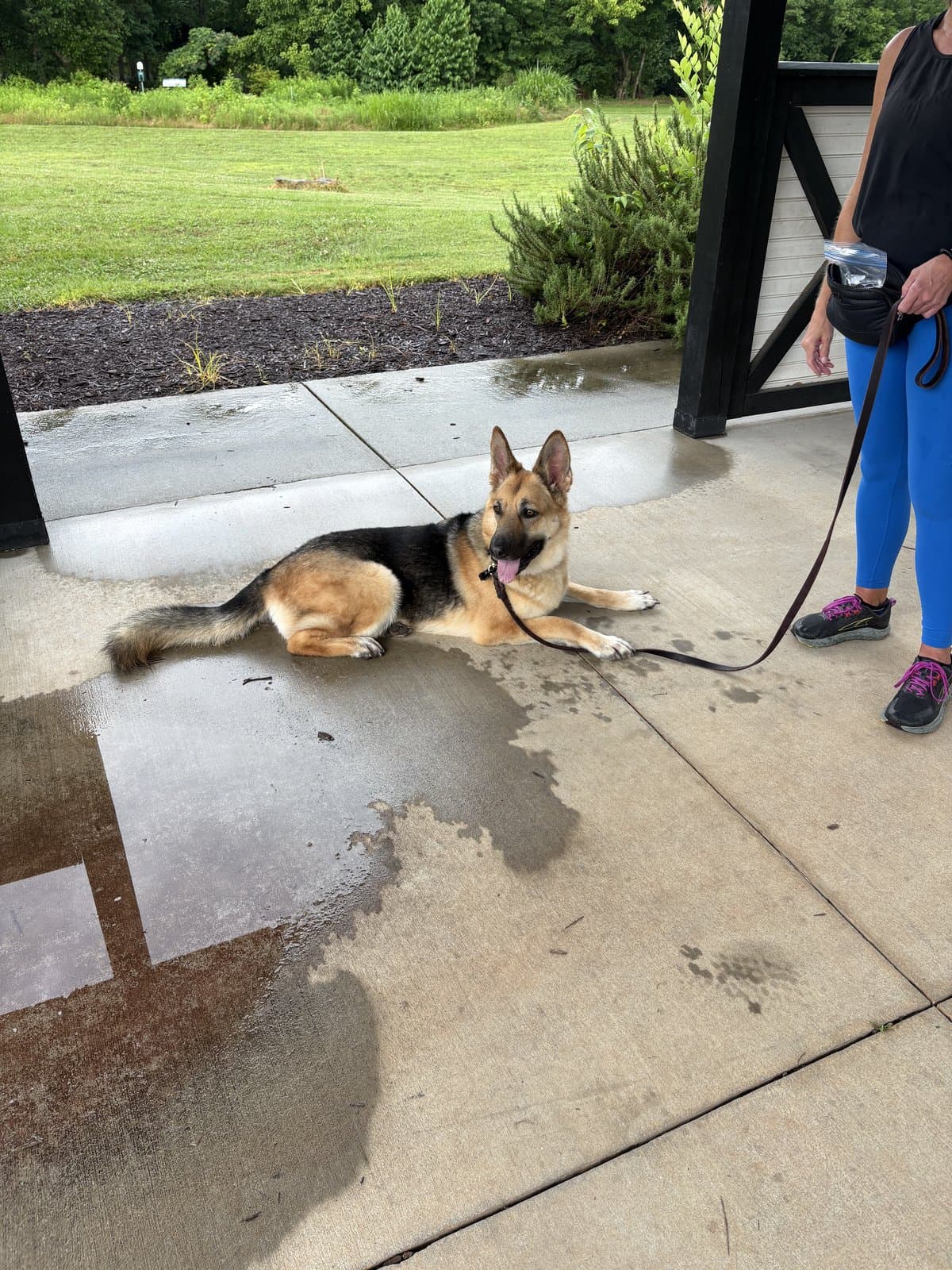 German Shepherd lying calmly on a sidewalk next to their owner during leash training