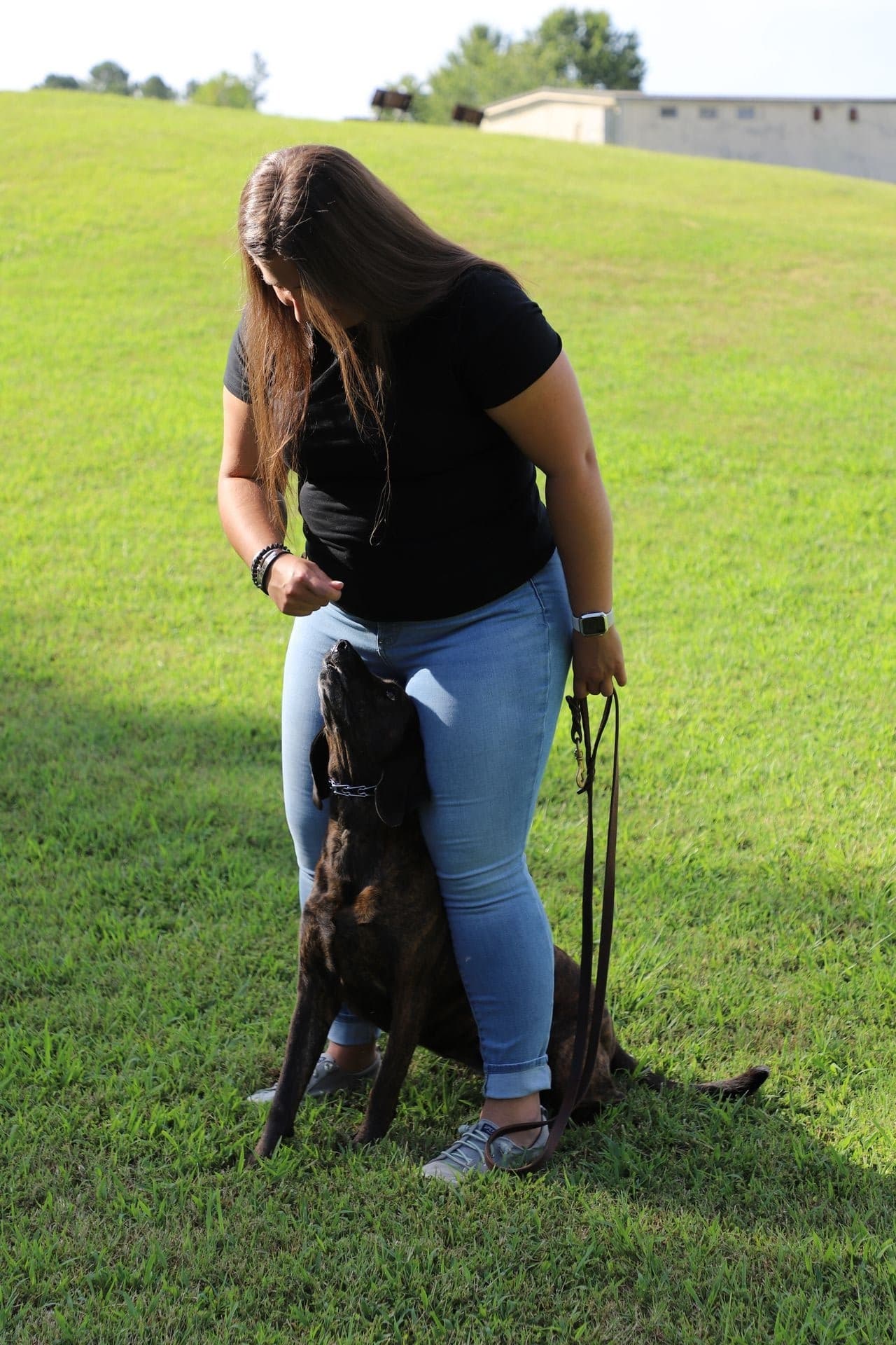 Southern Hounds trainer working with a dog in a real-world environment