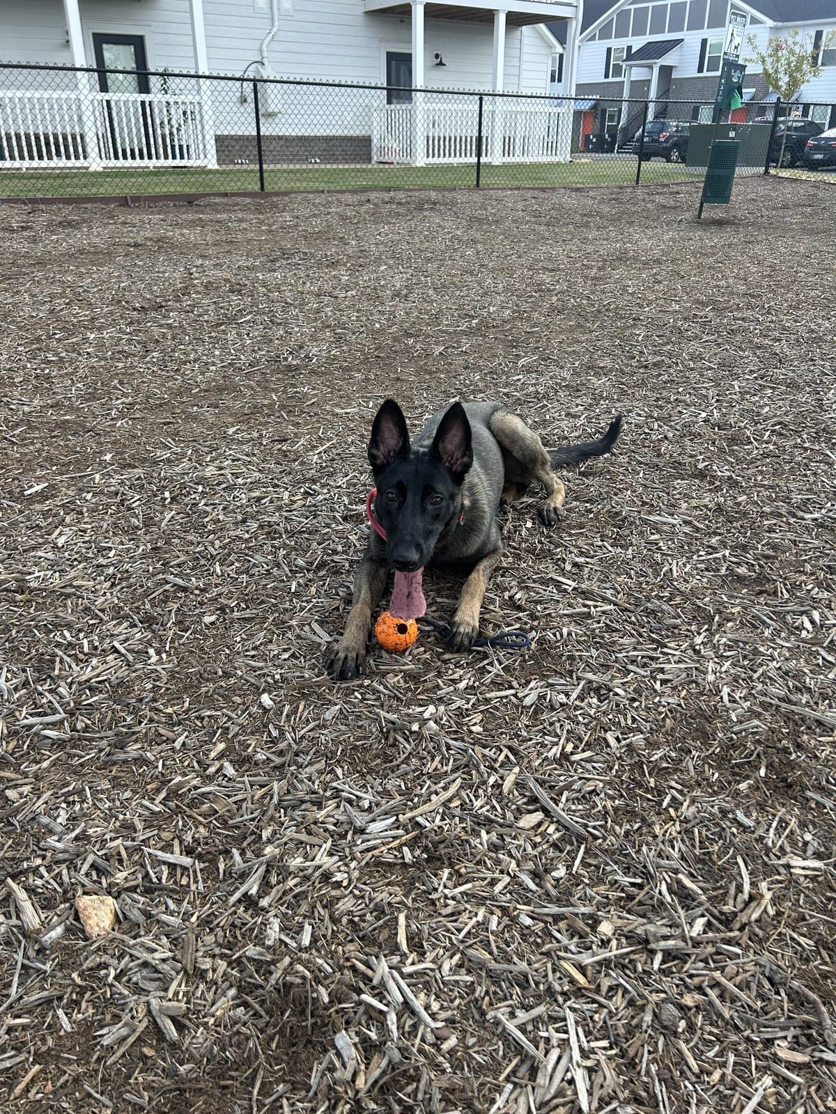 Belgian Malinois puppy playing with an orange ball during training